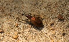 Perapion antiquum
