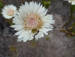 Actinodium cunninghamii