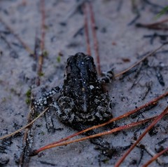 Capensibufo tradouwi