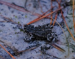 Capensibufo tradouwi