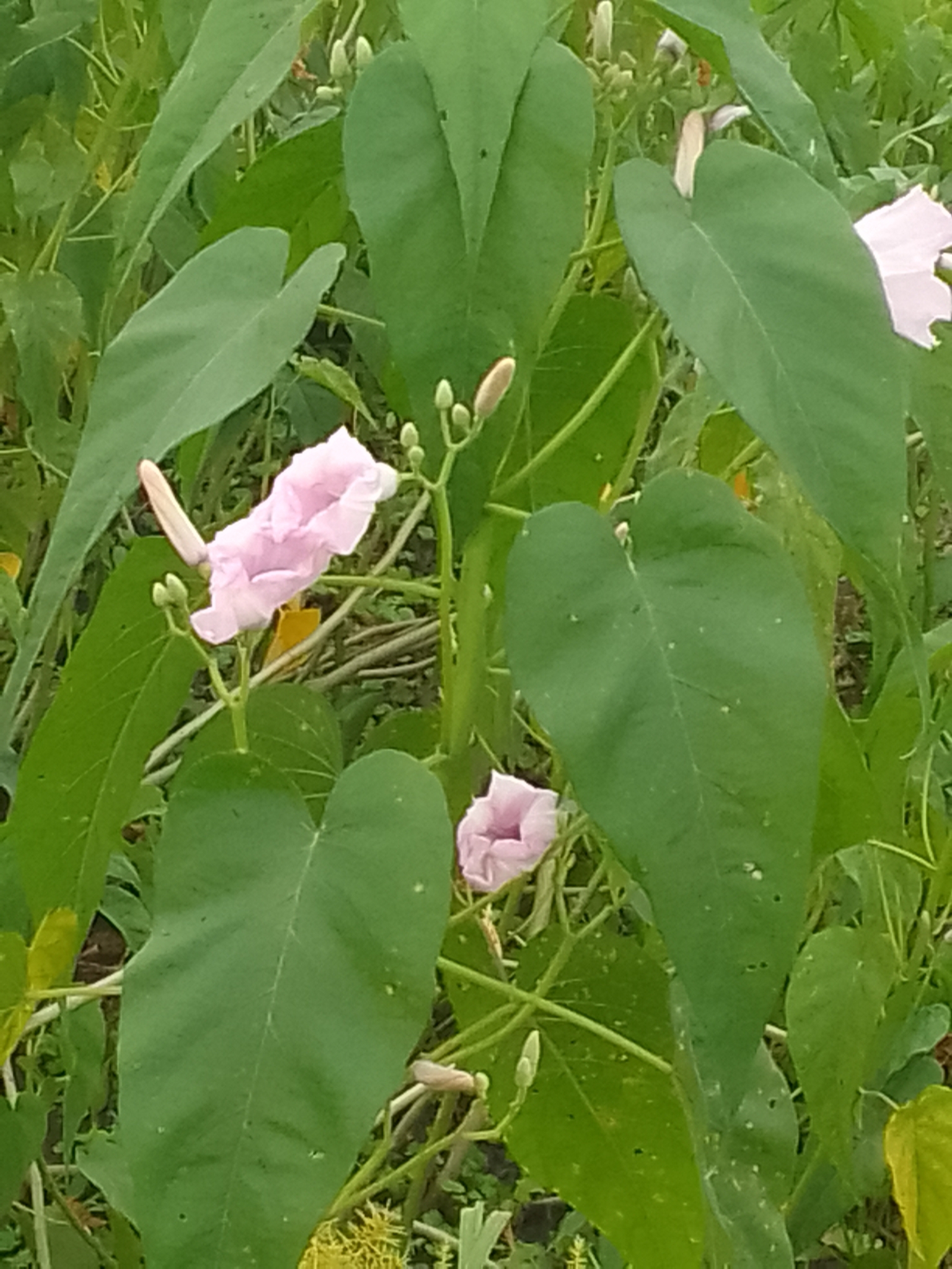 Ipomoea carnea