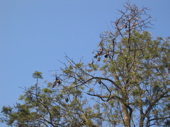Pteropus giganteus