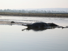 Gavialis gangeticus
