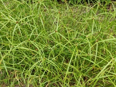 Cyperus aromaticus