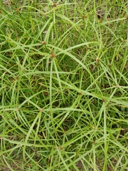 Cyperus aromaticus