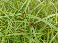 Cyperus aromaticus
