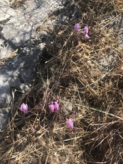 Cyclamen graecum