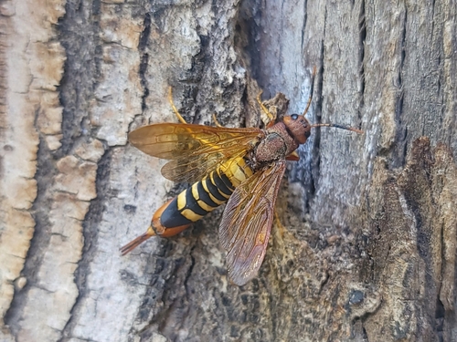 Pigeon tremex