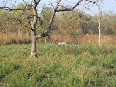 Rhinoceros unicornis