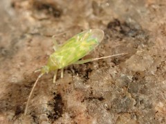 Malacocoris chlorizans