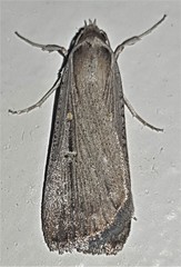 Tathorhynchus fallax