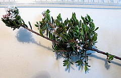 Agathosma planifolia