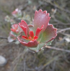 Adenanthos cuneatus