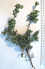 Agathosma planifolia