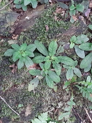 Staurogyne concinnula