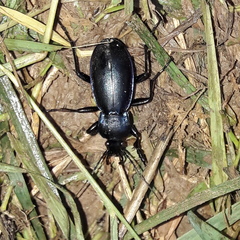 Carabus germarii