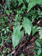 Leptochilus hemionitideus
