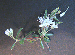 Agathosma planifolia