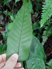 Leptochilus hemionitideus