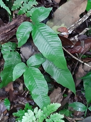 Grypothrix triphylla