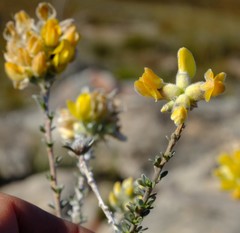 Aspalathus altissima