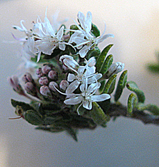 Agathosma planifolia