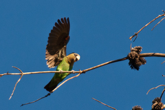 Poicephalus robustus