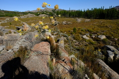 Aspalathus altissima