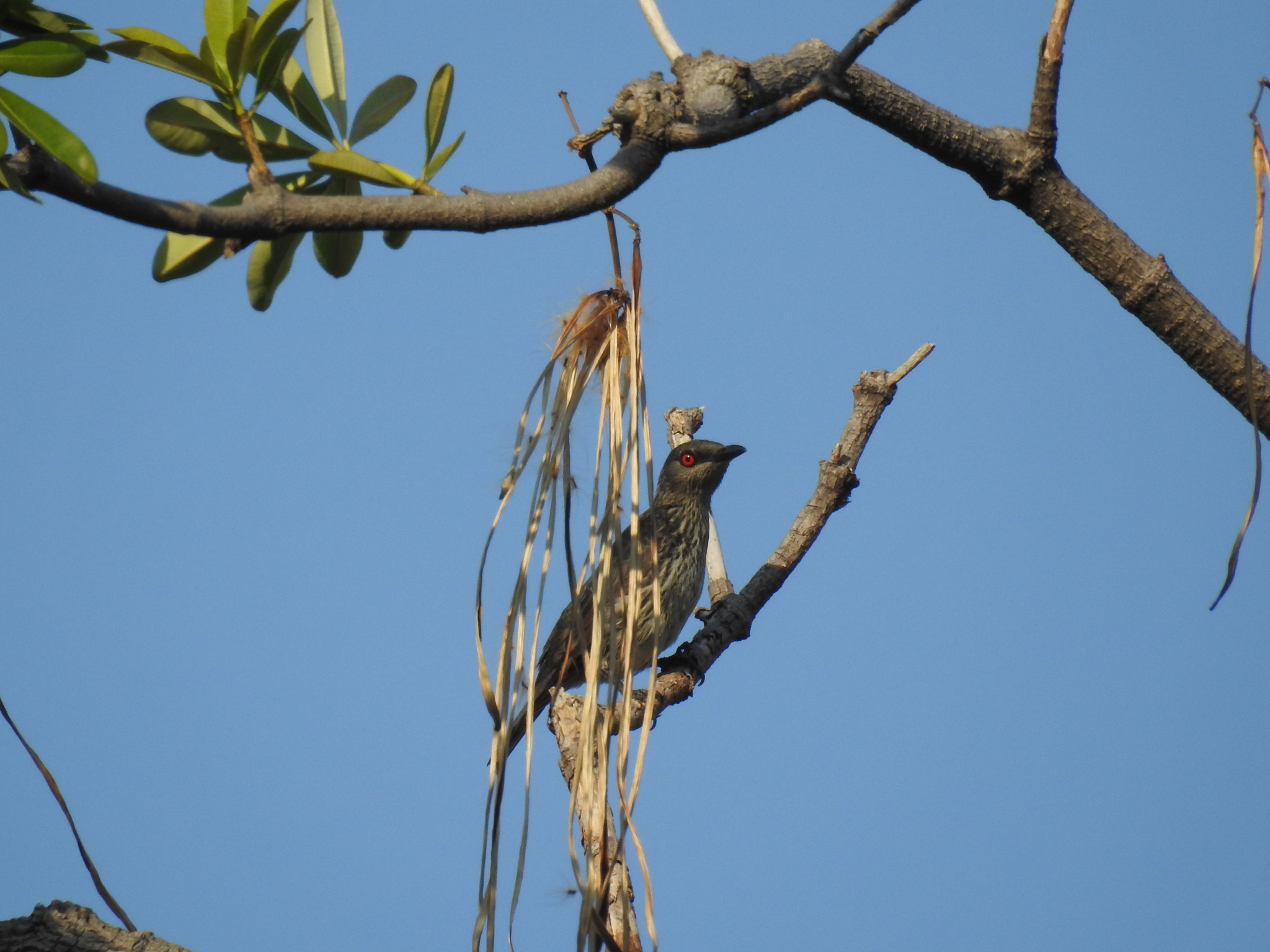 Asian Glossy Starling