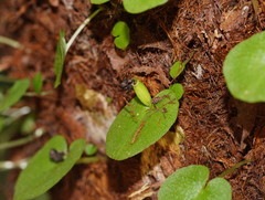 Corybas grumulus
