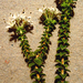 Agathosma recurvifolia - Photo (c) YvettevW, algunos derechos reservados (CC BY-NC), uploaded by YvettevW
