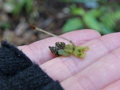 Symphyogyna hymenophyllum