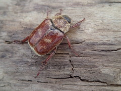 Hoplia trifasciata