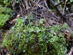 Symphyogyna hymenophyllum