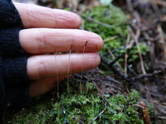 Symphyogyna hymenophyllum