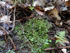 Symphyogyna hymenophyllum