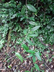 Anodendron benthamianum