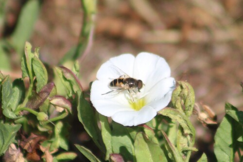 Unknown species found near Caldwell, ID, USA