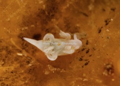Trapania aureopunctata