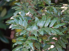 Alectryon excelsus excelsus