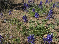 Lupinus odoratus