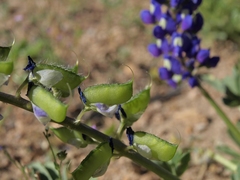 Lupinus odoratus