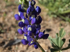 Lupinus odoratus