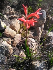 Watsonia spectabilis