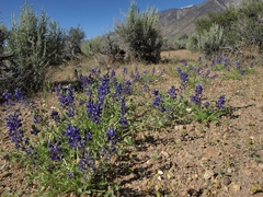 Lupinus odoratus