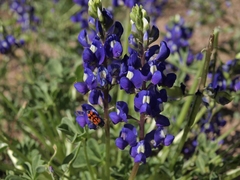 Lupinus odoratus