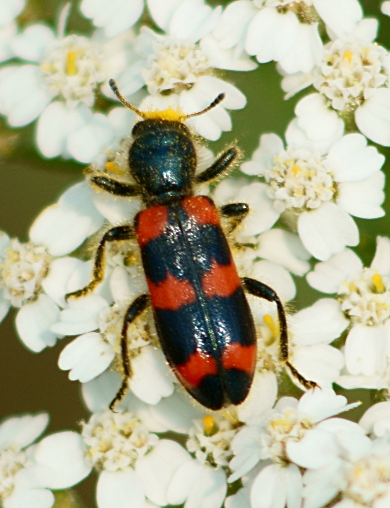 Nuttall's Shaggy Beetle