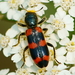 Red-blue Checkered Beetle - Photo (c) psweet, some rights reserved (CC BY-SA), uploaded by psweet