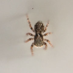 Pseudeuophrys lanigera