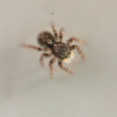 Pseudeuophrys lanigera